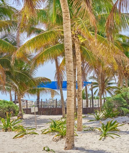 Blick durch hohe Palmenstämme auf ein Strandrestaurant mit blauem Sonnendach, gelegen an einem weißen Sandstrand mit kleinen grünen Pflanzen. Blick durch hohe Palmenstämme auf ein Strandrestaurant mit blauem Sonnendach, gelegen an einem weißen Sandstrand mit kleinen grünen Pflanzen.